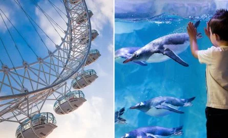 London Eye Kombi-Ticket mit Aquarium